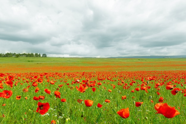 Fiori rossi del papavero in un campo