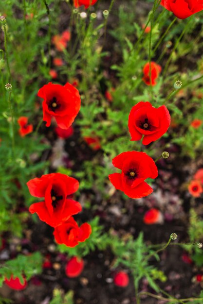 Fiori rossi del papavero nel campo