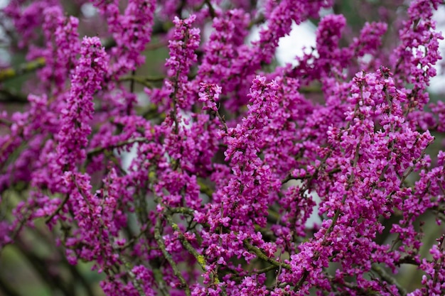 Fiori rossi del primo piano del redbud cinese Cercis chinensis fuoco selettivo floreale rosa sfondo viola