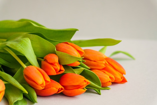Fiori rossi del tulipano su priorità bassa grigio-chiaro.