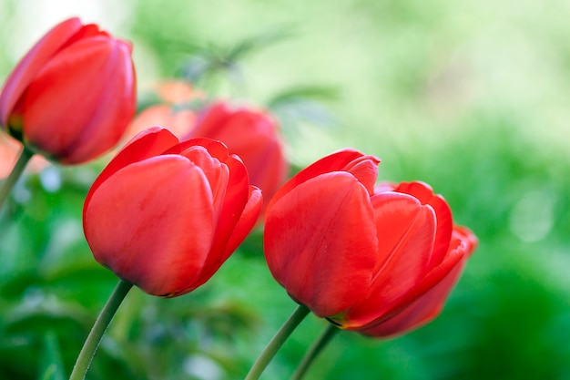 Fiori rossi del tulipano su verde in estate