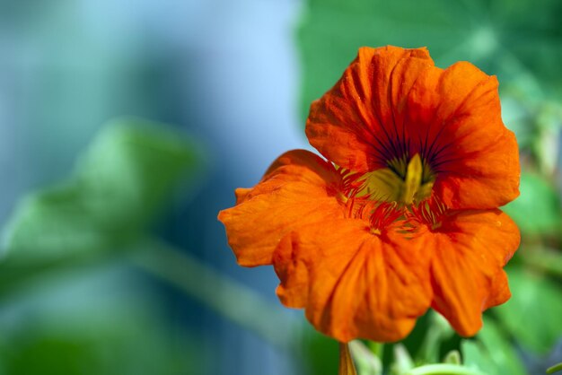 Fiori rossi della flora naturale romantica