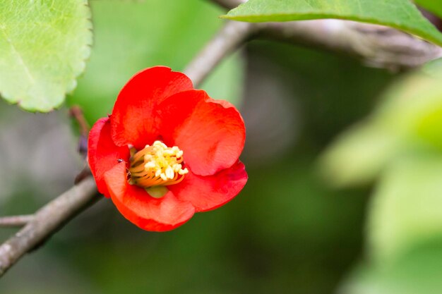 Fiori rossi della mela cotogna giapponese Chaenomeles x superba