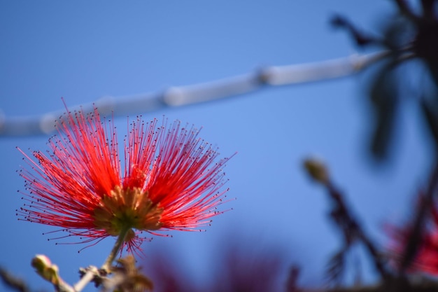 Fiori rossi della pianta Calliandra tweediei o plumerillo rosso