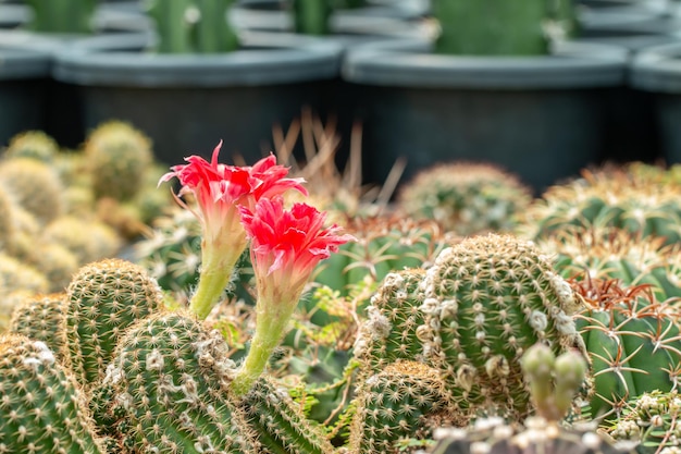 Fiori rossi di cactus