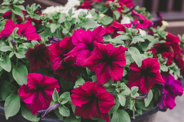 Fiori rossi di petunia in vaso in piedi sotto il portico, primo piano