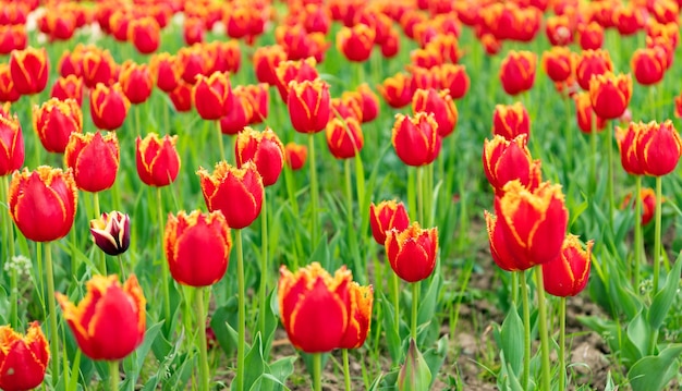 Fiori rossi di tulipani freschi dell'Olanda in fiore di campo