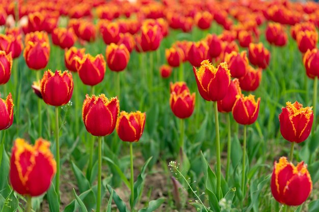 Fiori rossi di tulipani freschi dell'Olanda nei fiori di campo dell'Olanda