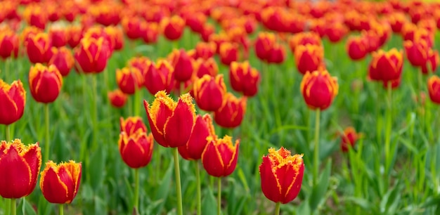 Fiori rossi di tulipani freschi dell'Olanda nella primavera dei fiori di campo