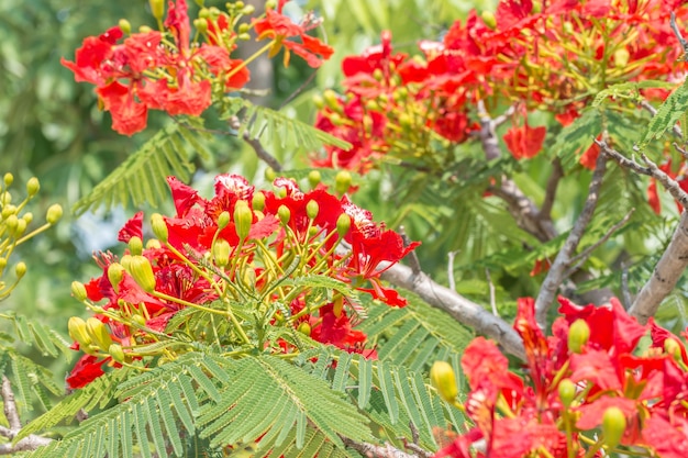 Fiori rossi e arancioni