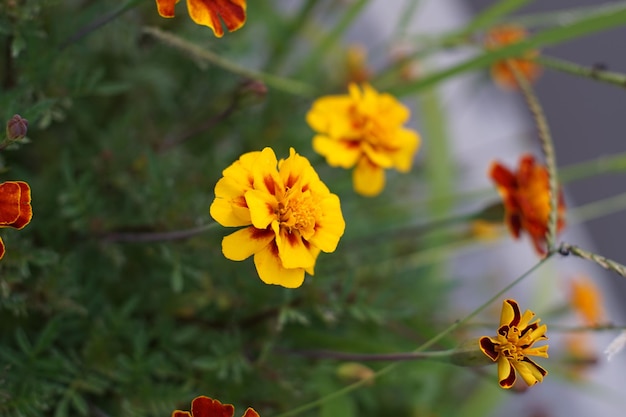 Fiori rossi e gialli della pianta di marigold nel cortile