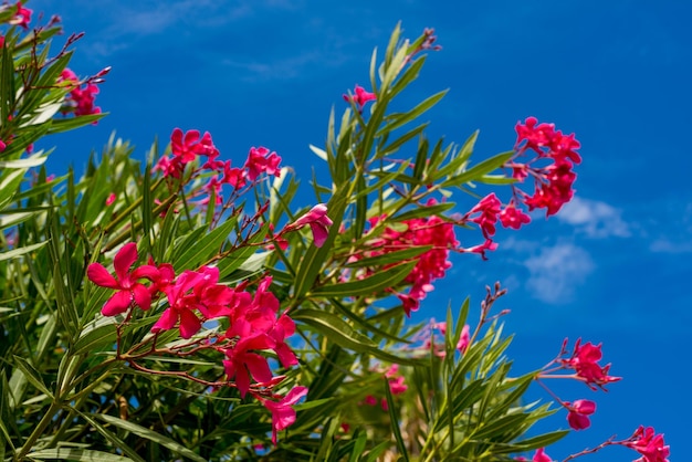 Fiori rossi e verde contro il cielo blu