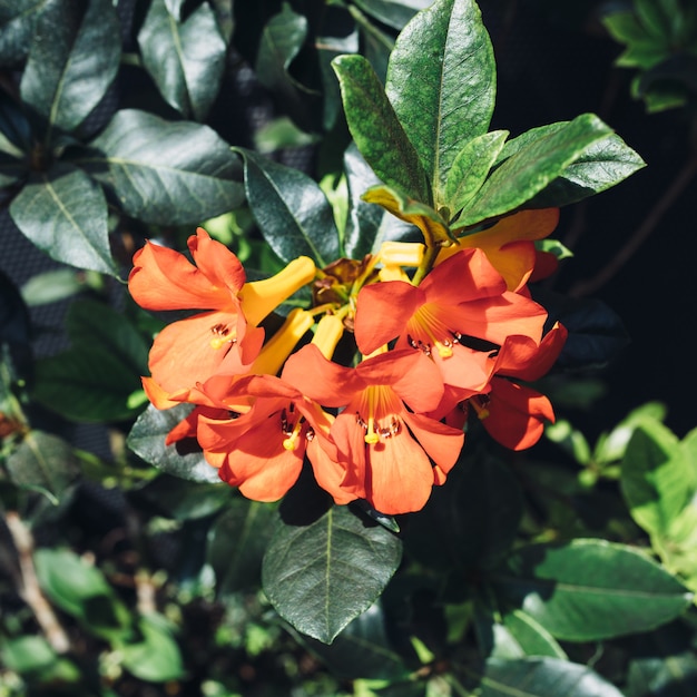 Fiori rossi, foglie verdi.