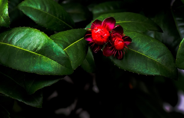 Fiori rossi luminosi su foglie verdi