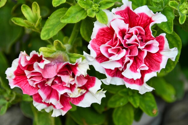 fiori rossi nel giardino vicino alla casa