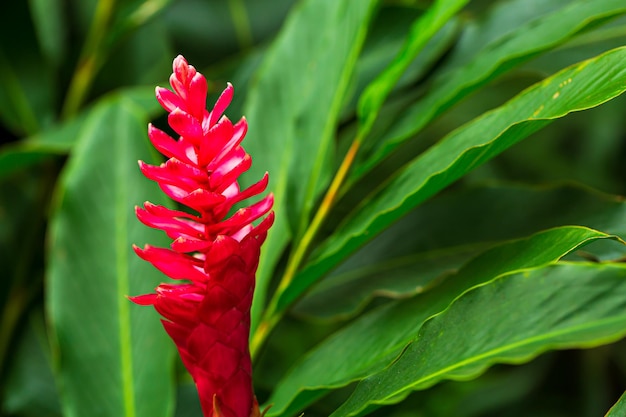 Fiori rossi nella foresta, fiore rosso nel giardino tropicale