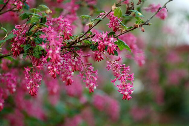 Fiori rossi piuttosto freschi e colorati su uno sfondo sfocato in un giardino verde Primo piano di fiori di ribes vibranti che crescono nel campo o nella foresta Dettagli trama e motivo delle fioriture in natura