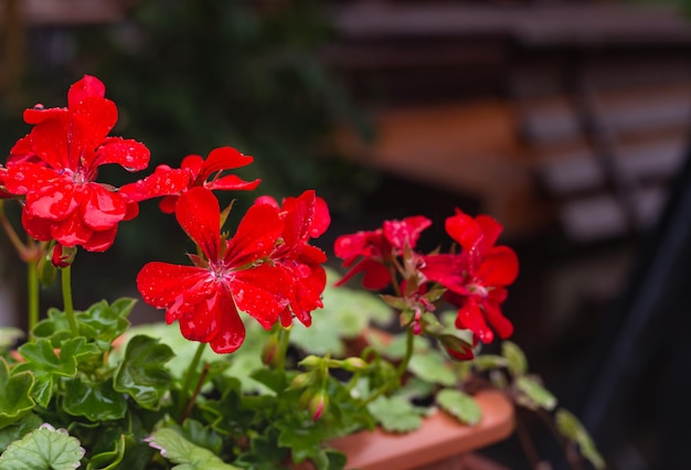 Fiori rossi ristorante terrazza all'aperto fiori Hortensia decorazione esterna del caffè