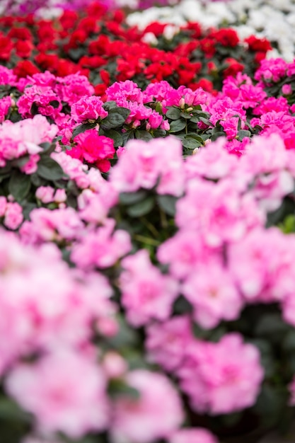 Fiori rossi, rosa e bianchi