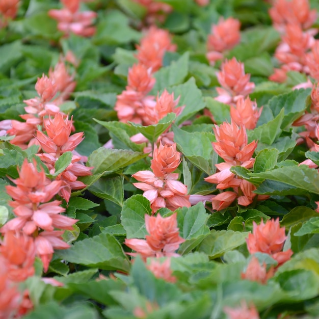 Fiori rossi Salvia splendens piante che amano il calore