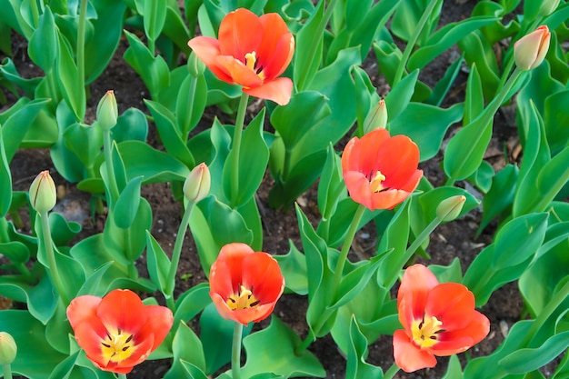 Fiori rossi sbocciati dei tulipani in un giardino