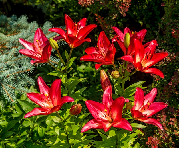 Fiori rosso brillante Dahurian o giglio della Pennsylvania