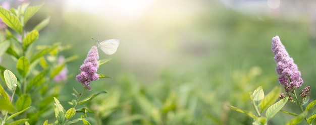 Fiori sboccianti e farfalla bianca sullo sfondo di una mattina d'estate con la luce del sole. Fiori viola, vista panoramica banner.