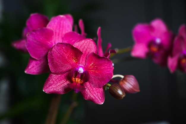 Fiori sboccianti orchidea rosa scuro su uno sfondo blu sfondo sfondo isolato copia spazio primo piano