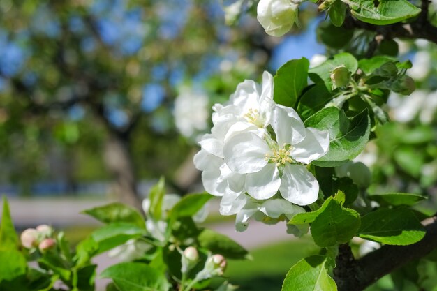 Fiori sboccianti. Ramo fiorito della mela.