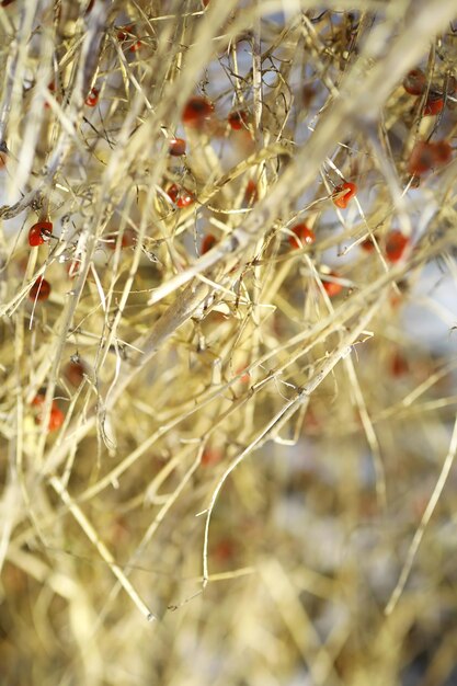 Fiori secchi di carota selvatica insieme a erba secca e spighette beige su uno sfondo sfocato