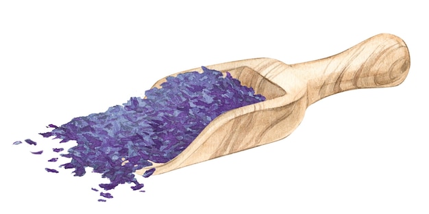 Fiori secchi di lavanda Acquerello