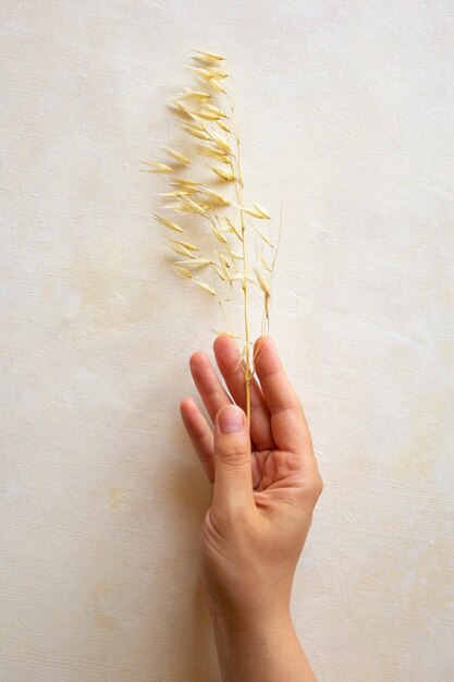 Fiori secchi in mano femminile con manicure naturale. Foglie di erbario botanico minimo. Fotografia su sfondo beige pastello.