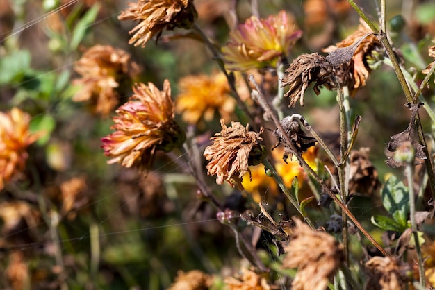 Fiori secchi nella stagione autunnale