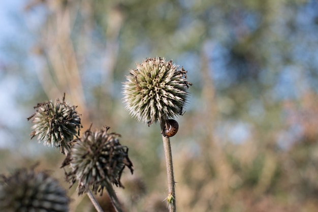 fiori secchi