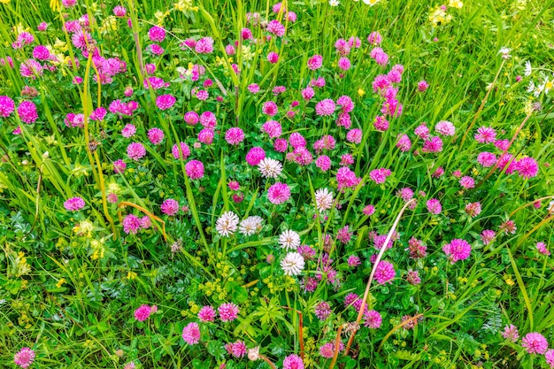 Fiori selvaggi alpini nel prato