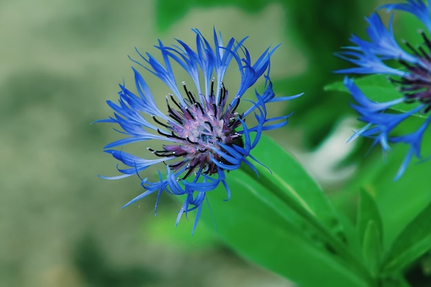 Fiori selvaggi blu di fiordalisi