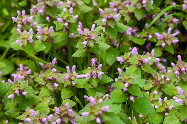 Fiori selvaggi del parco