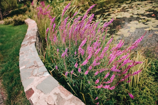 Fiori selvaggi dentellare su un pendio vicino ad un lago