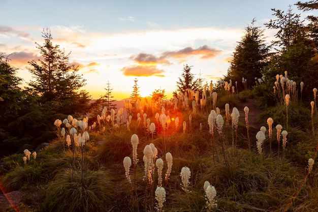 Fiori selvaggi in cima al fondo della natura del cielo di tramonto della montagna