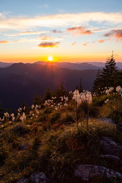 Fiori selvaggi in cima al fondo della natura del cielo di tramonto della montagna