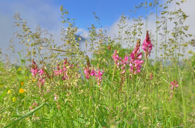 Fiori selvaggi rosa che fioriscono nel prato alpino sul fondo del cielo nuvoloso