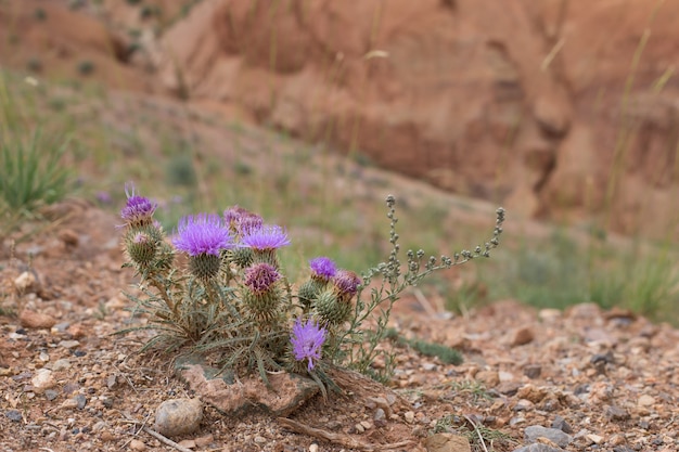 Fiori selvaggi spinosi del Tartaro (Onopordum) su uno sfondo di terra rossa. Piante medicinali di Altai. Russia, Siberia, Repubblica dell'Altaj.