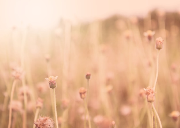 Fiori selvaggi sui precedenti della natura del prato con il filtro d&#39;annata unfocused.