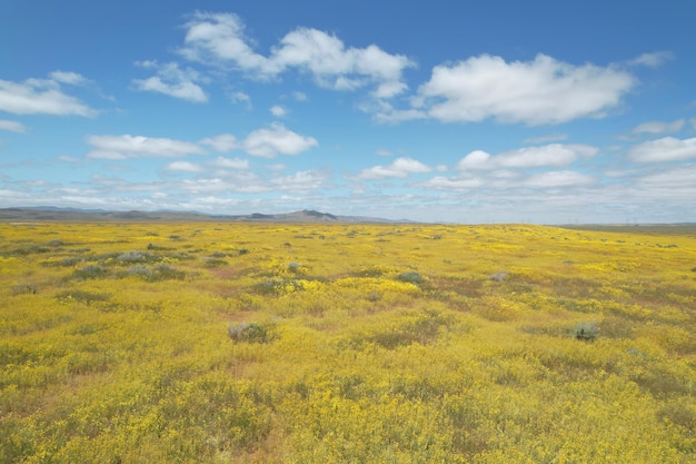 Fiori selvatici al Carrizo Plain National Monument e al lago Soda