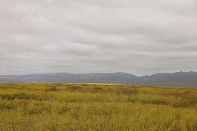 Fiori selvatici al Carrizo Plain National Monument e al lago Soda