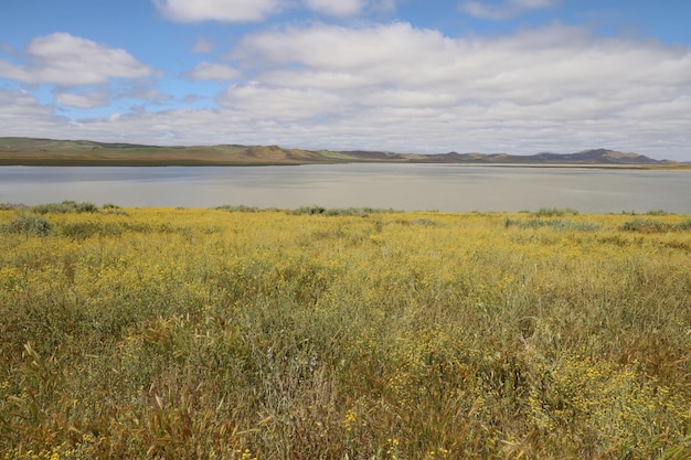 Fiori selvatici al Carrizo Plain National Monument e al lago Soda