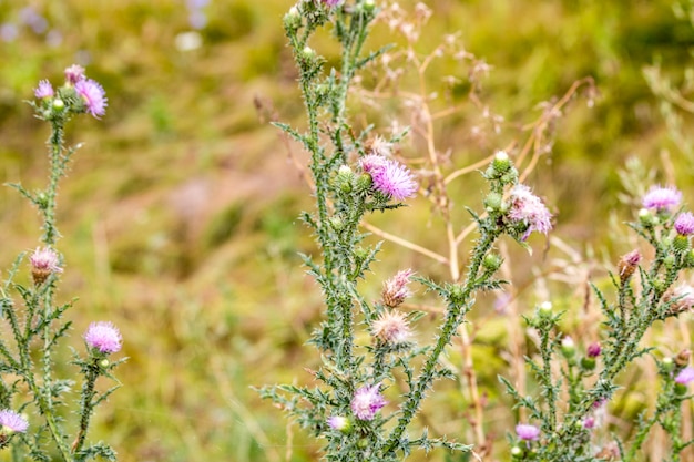 Fiori selvatici. Campo estivo