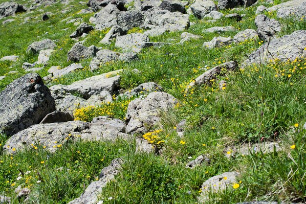 Fiori selvatici che sbocciano nel deserto