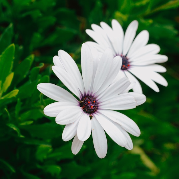 Fiori selvatici. Concetto di amante della natura minimale