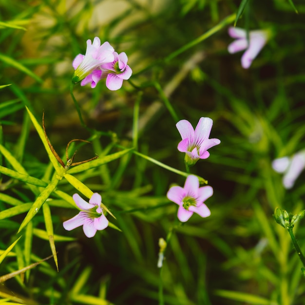 Fiori selvatici. Concetto di amante delle piante